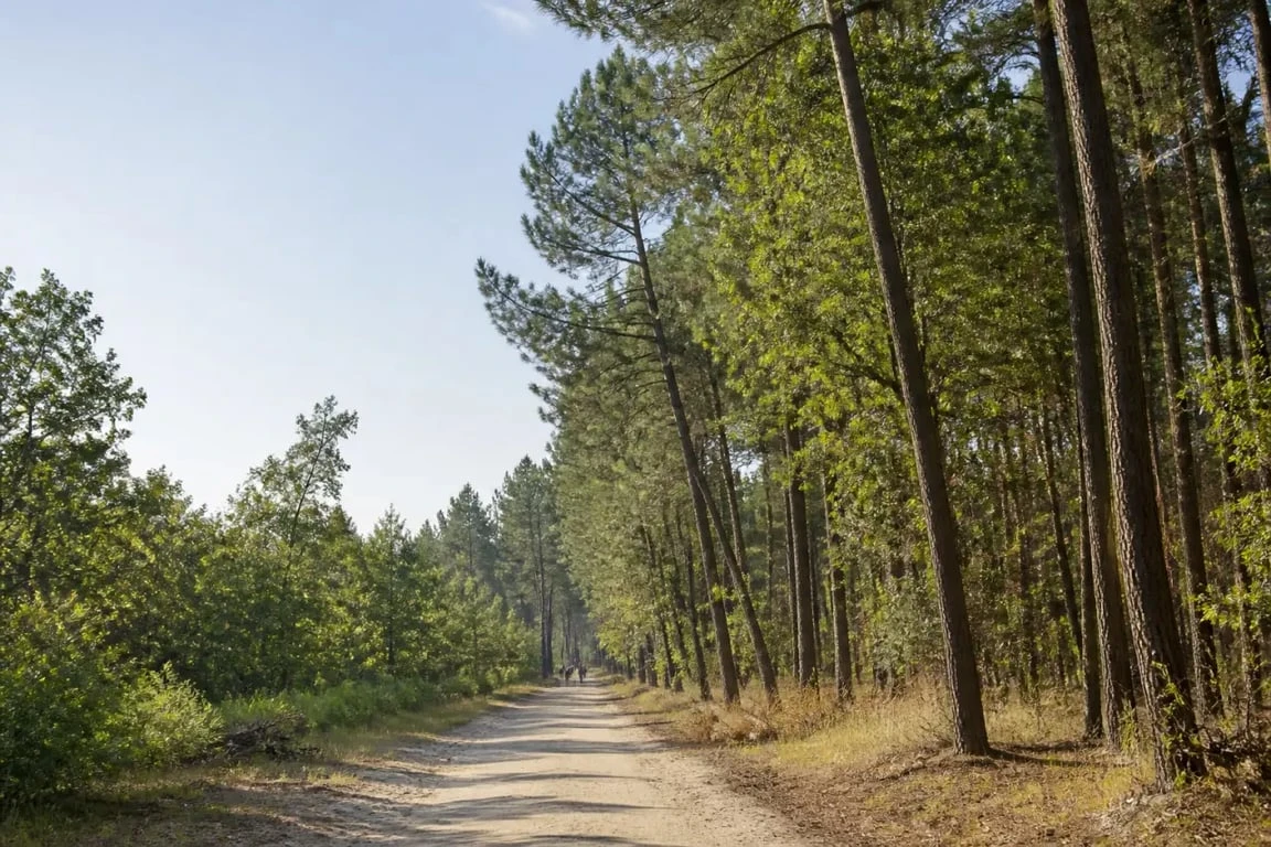 Forêt du Taillan Médoc en allée forestière calme près de Bordeaux